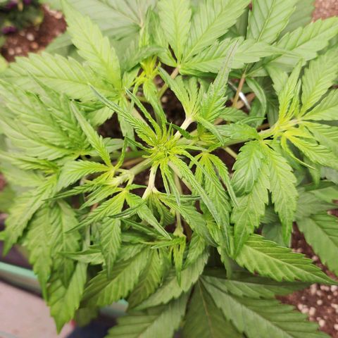 the Phalanx (Fighter) growlog timeline photo