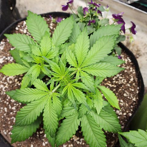 the Oracle (Livia Prime) growlog timeline photo