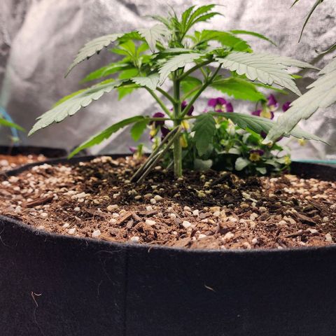 the Oracle (Livia Prime) growlog timeline photo