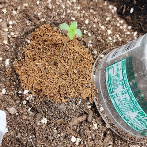 the Esoteric (Magus) growlog timeline photo