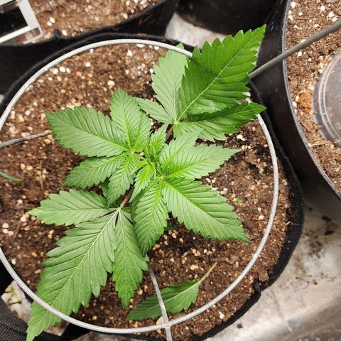 the Kineticist growlog timeline photo