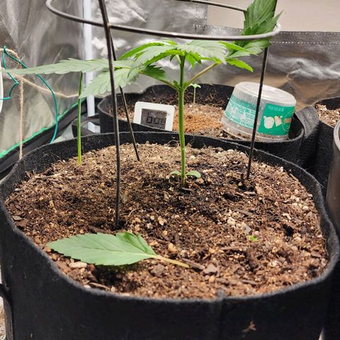 the Kineticist growlog timeline photo