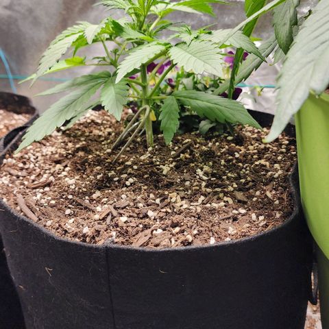 the Oracle (Livia Prime) growlog timeline photo