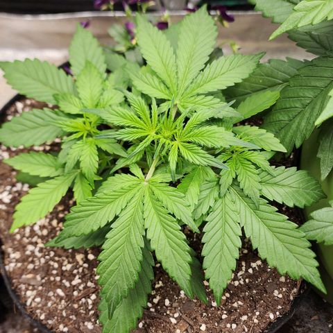 the Oracle (Livia Prime) growlog timeline photo