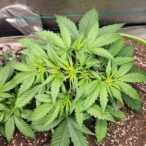 the Phalanx (Fighter) growlog timeline photo