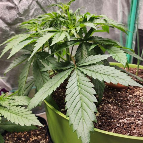 the Phalanx (Fighter) growlog timeline photo