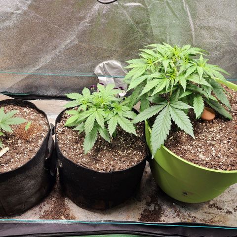 the Esoteric (Magus) growlog timeline photo