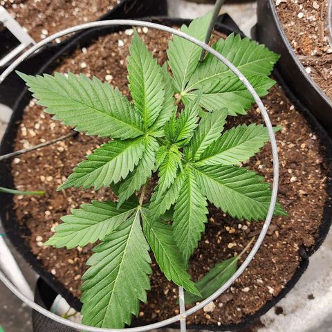 the Kineticist growlog timeline photo