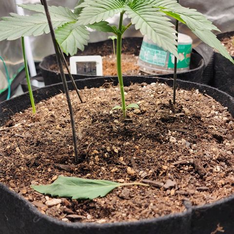 the Kineticist growlog timeline photo