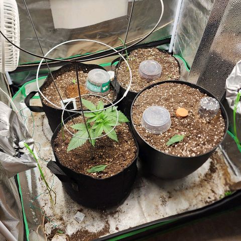 the Esoteric (Magus) growlog timeline photo