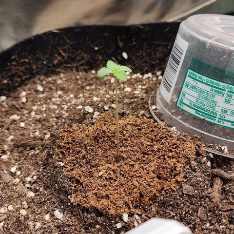 the Esoteric (Magus) growlog timeline photo