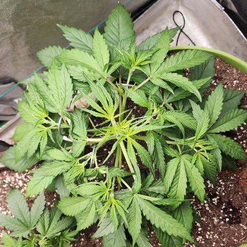 the Phalanx (Fighter) growlog timeline photo