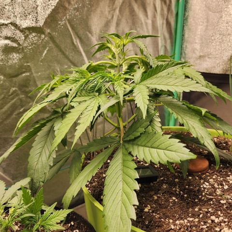 the Phalanx (Fighter) growlog timeline photo
