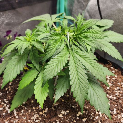 the Oracle (Livia Prime) growlog timeline photo