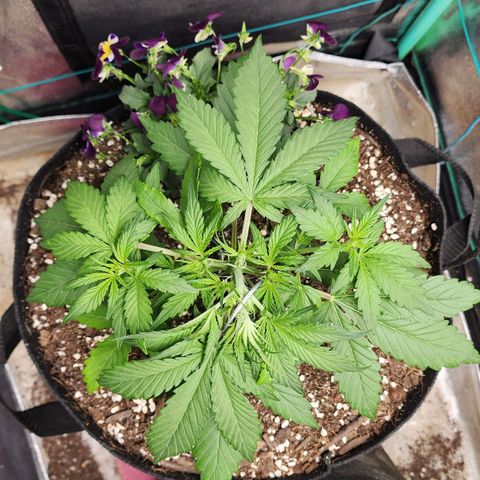 the Oracle (Livia Prime) growlog timeline photo