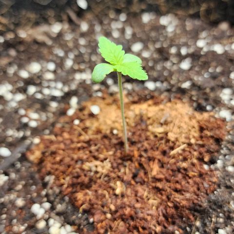 the Esoteric (Magus) growlog timeline photo