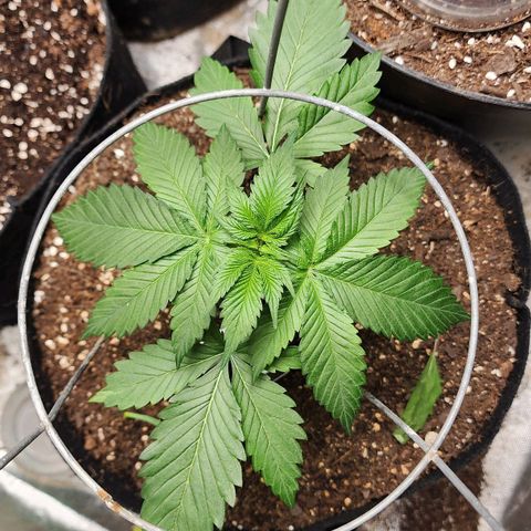 the Kineticist growlog timeline photo