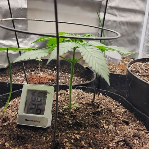 the Kineticist growlog timeline photo