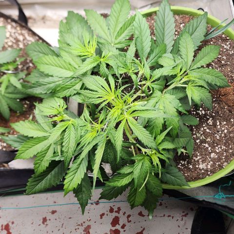 the Phalanx (Fighter) growlog timeline photo