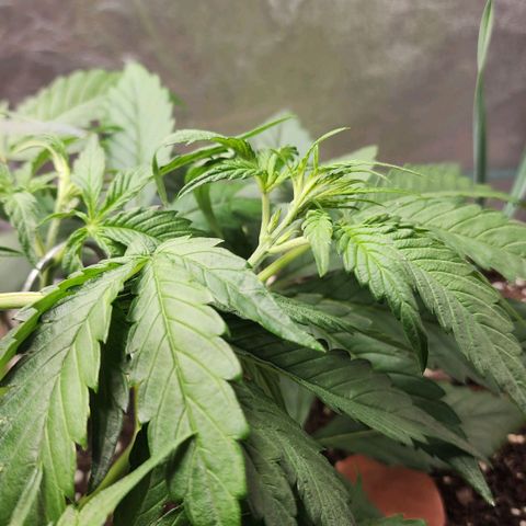 the Phalanx (Fighter) growlog timeline photo