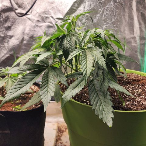 the Phalanx (Fighter) growlog timeline photo