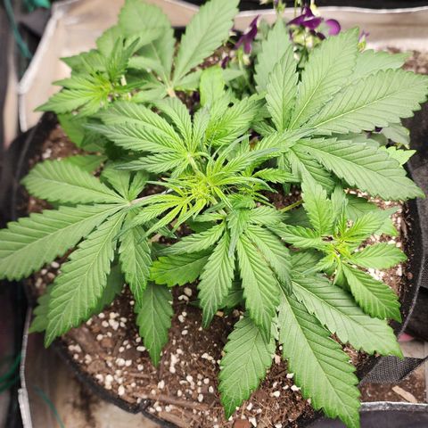 the Oracle (Livia Prime) growlog timeline photo
