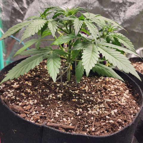 the Oracle (Livia Prime) growlog timeline photo