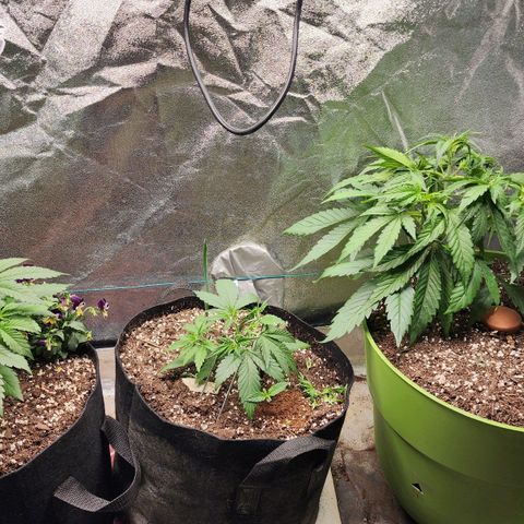 the Esoteric (Magus) growlog timeline photo