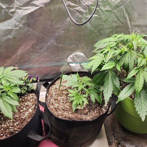 the Esoteric (Magus) growlog timeline photo