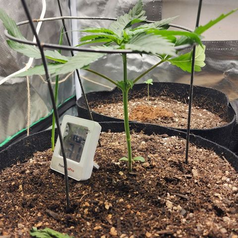 the Kineticist growlog timeline photo