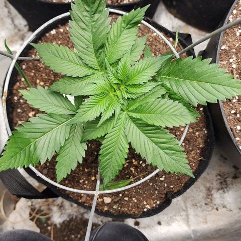 the Kineticist growlog timeline photo