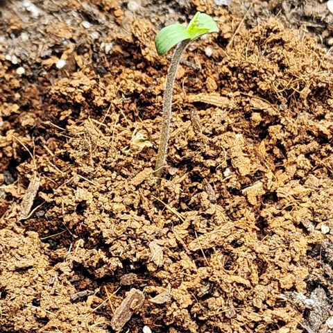 the Bloodrager growlog timeline photo