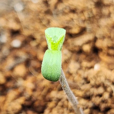 the Bloodrager growlog timeline photo