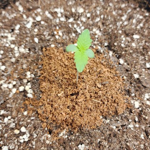 the Esoteric (Magus) growlog timeline photo