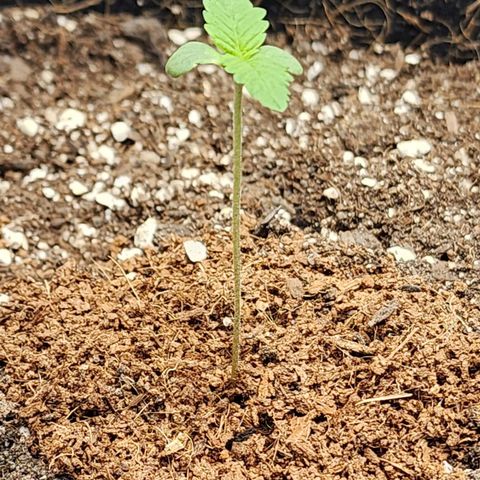 the Esoteric (Magus) growlog timeline photo