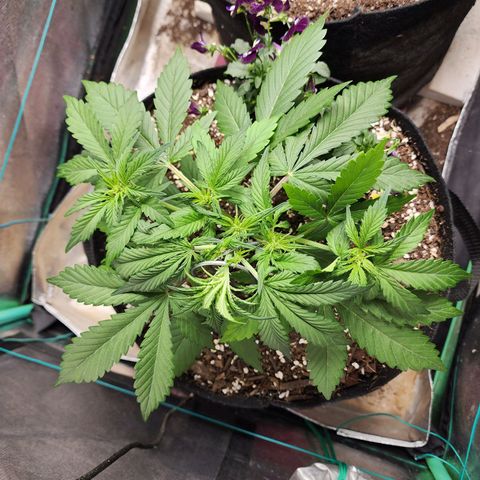 the Oracle (Livia Prime) growlog timeline photo