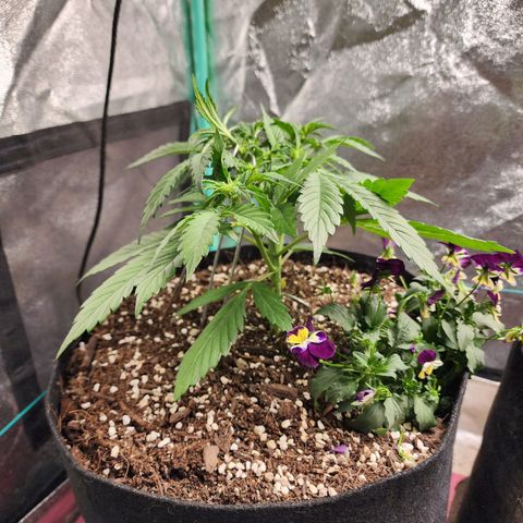 the Oracle (Livia Prime) growlog timeline photo
