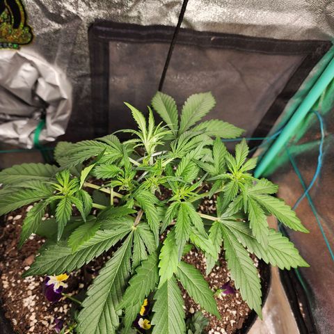 the Oracle (Livia Prime) growlog timeline photo