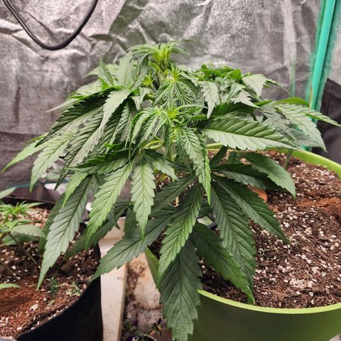 the Phalanx (Fighter) growlog timeline photo