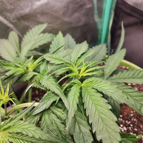 the Phalanx (Fighter) growlog timeline photo