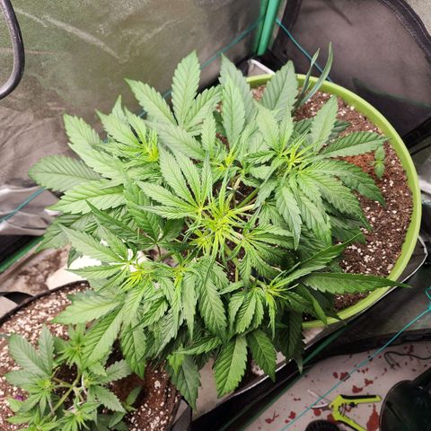 the Phalanx (Fighter) growlog timeline photo