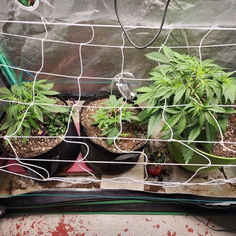 the Esoteric (Magus) growlog timeline photo