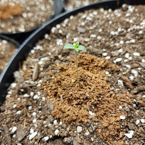 the Bloodrager growlog timeline photo