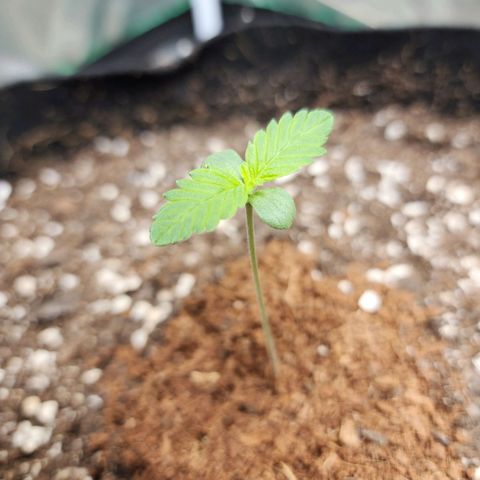 the Esoteric (Magus) growlog timeline photo