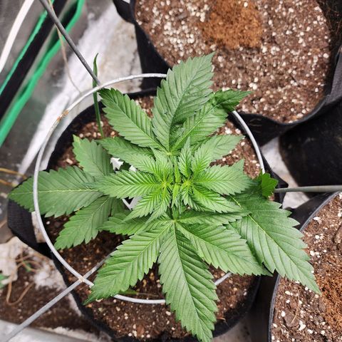 the Kineticist growlog timeline photo