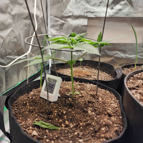 the Kineticist growlog timeline photo