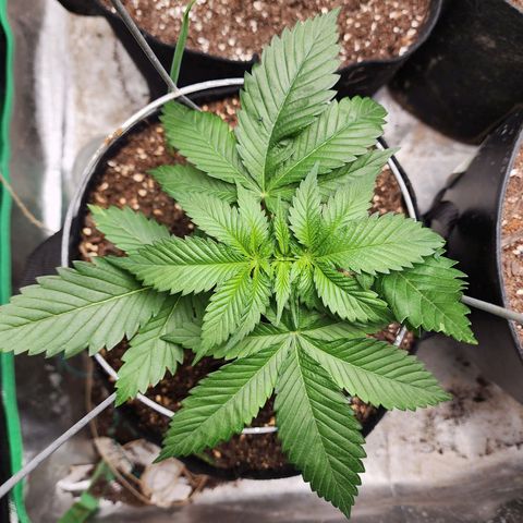 the Kineticist growlog timeline photo