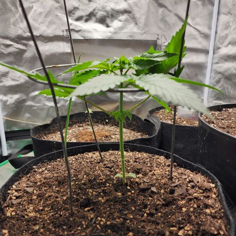 the Kineticist growlog timeline photo