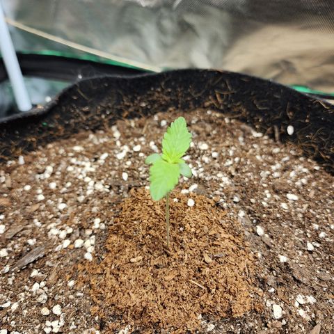 the Esoteric (Magus) growlog timeline photo