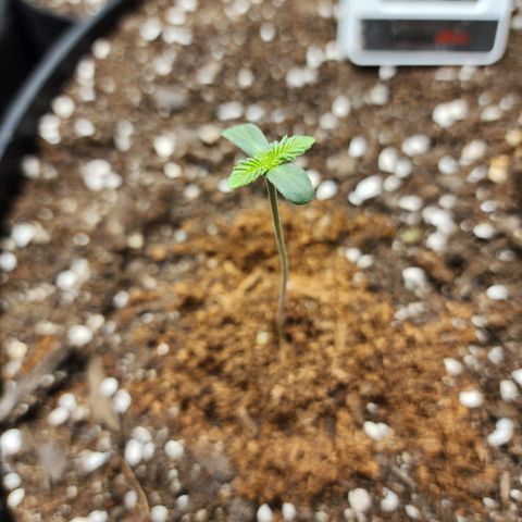 the Bloodrager growlog timeline photo